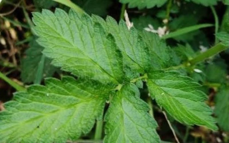 Agrimonia eupatoria - Gewone agrimonie 2