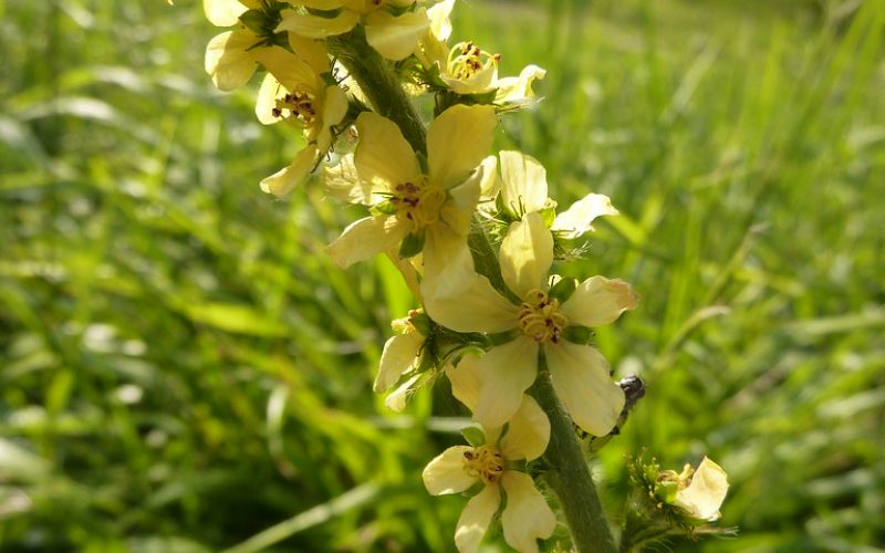 Agrimony - Agrimonia eupatoria 2b