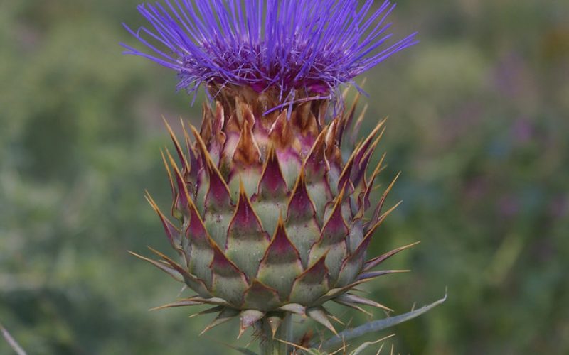 Cardon (Cynara cardunculus).