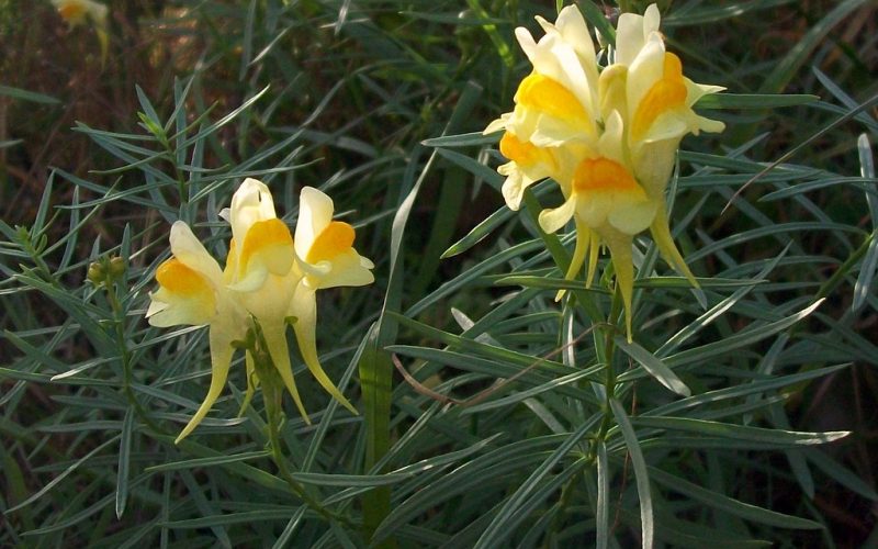 Common Toadflax (Linaria vulgaris) flowers and foliage