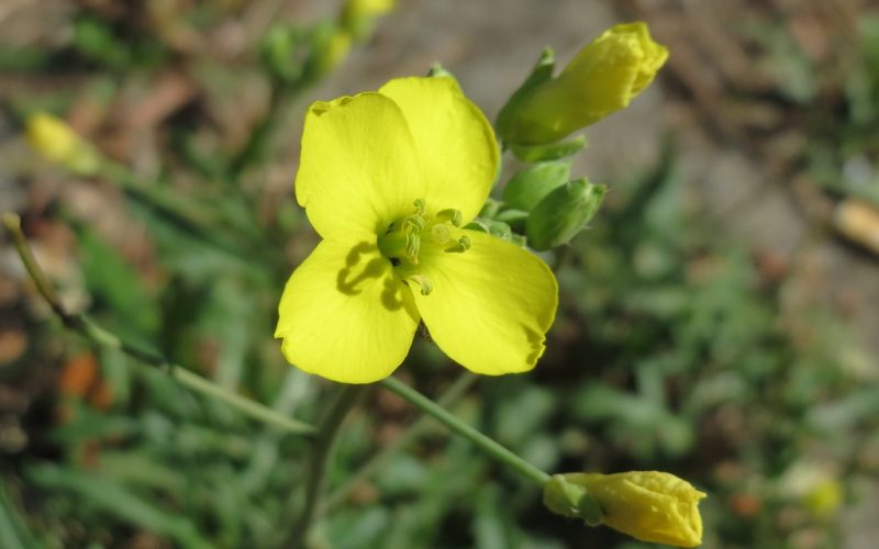 Diplotaxis tenuifolia CC 2