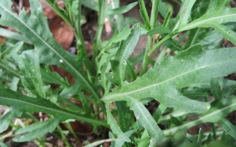 Diplotaxis tenuifolia CC 3