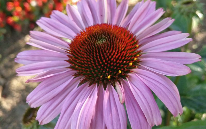 Echinacea purpurea - Rode zonnehoed