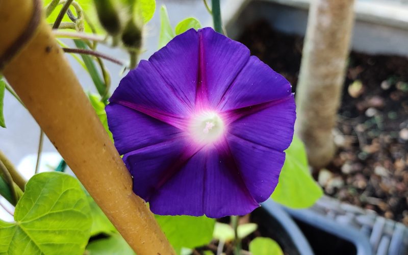 Ipomoea purpurea mix (1)