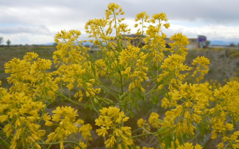 Isatis tinctoria