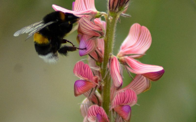 Kopie van esparcette en een hommel