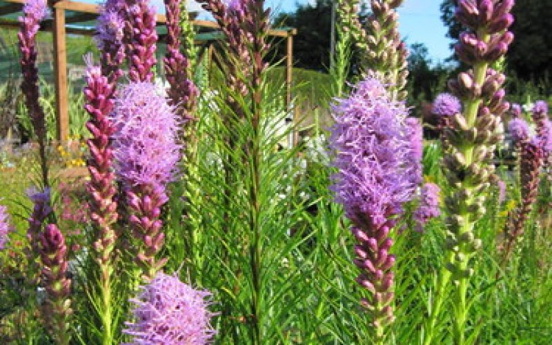 Liatris spicata