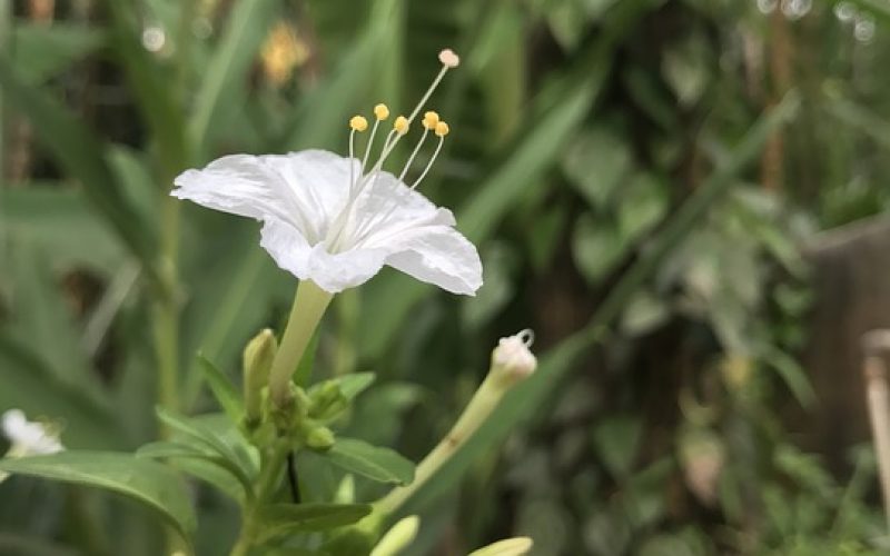 Mirabilis jalapa pixabay