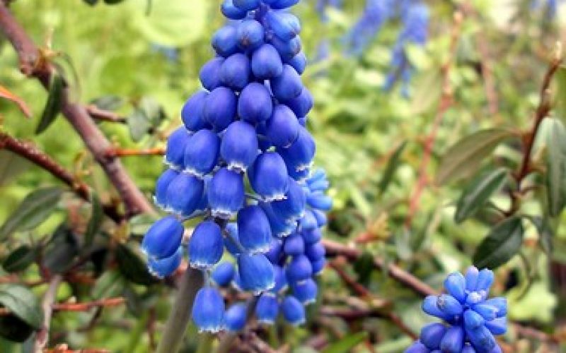 Muscari botryoides