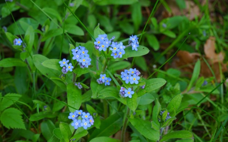 Myosotis pixabay