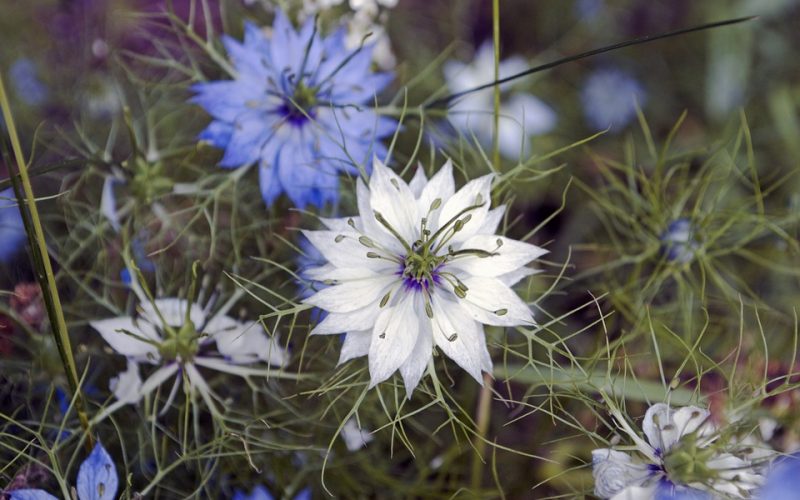 Nigella damascena