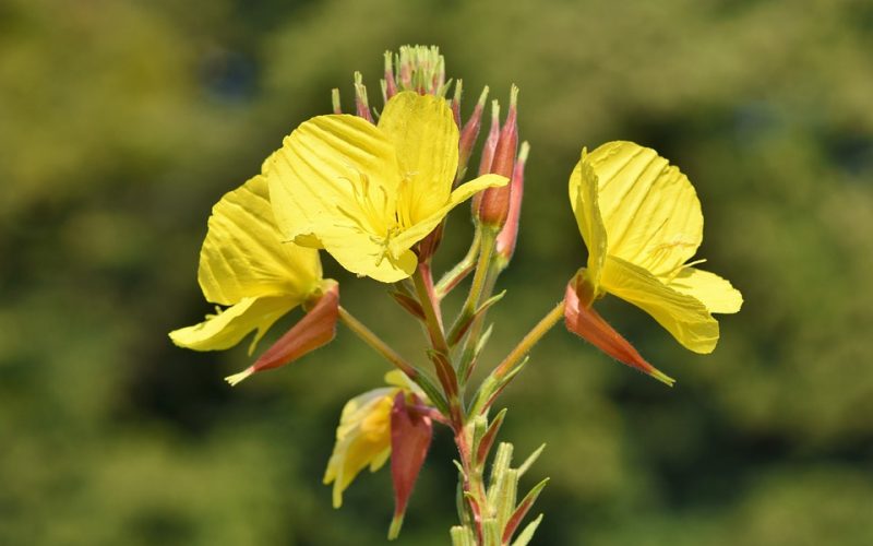 Oenothera pixabay