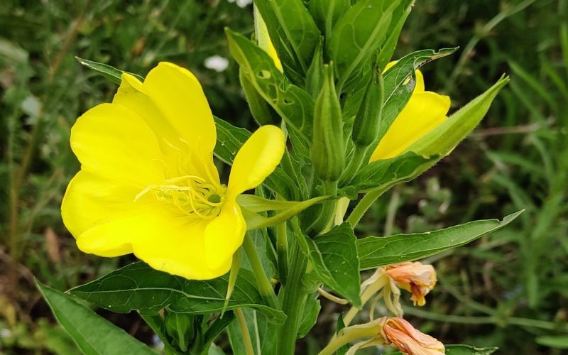 Oenothera - teunisbloem.jpg