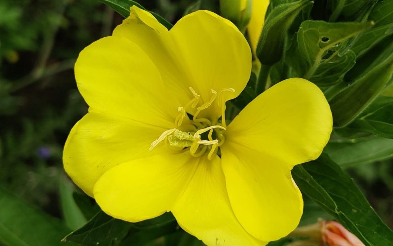 Oenothera - teunisbloem