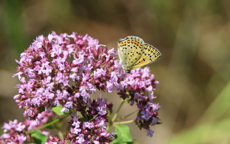 Origanum vulgare en bruine vuurvlinder