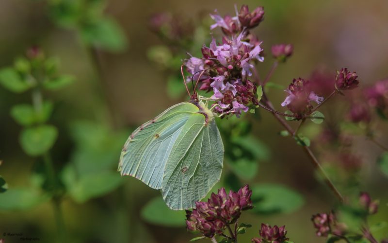 Origanum vulgare en citroenvlinder