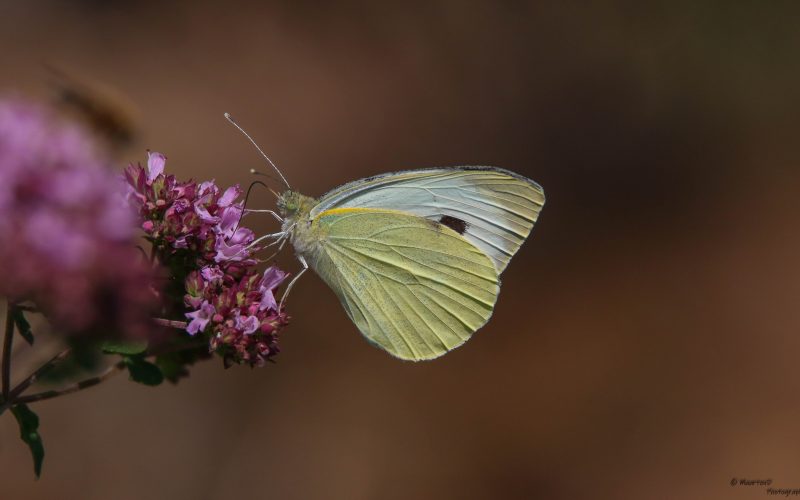 Origanum vulgare en groot koolwitje