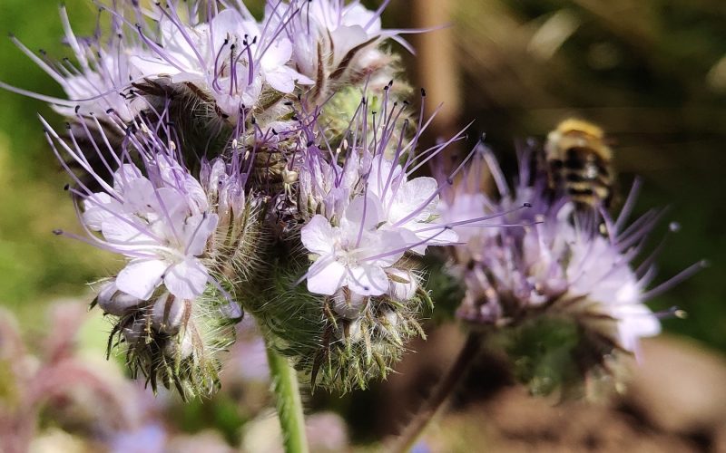 Phacelia tanacetifolia - Bijenbrood