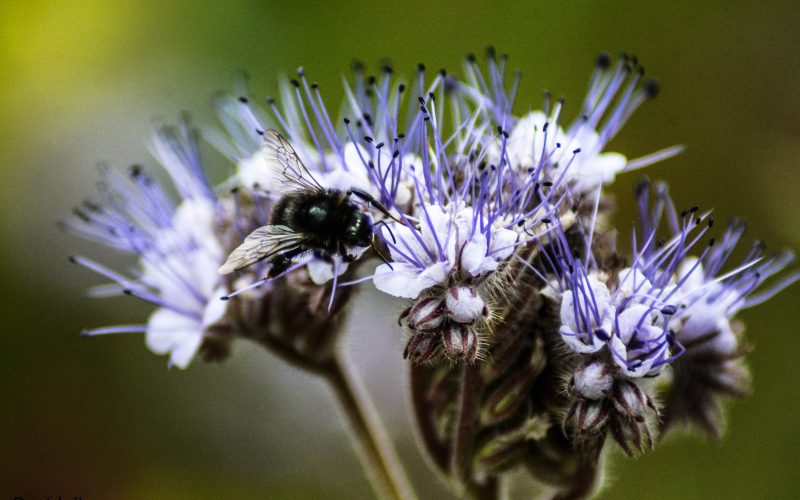 Phacelia tanacetifolia