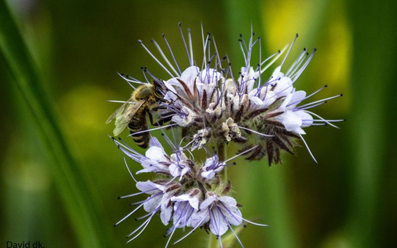 Phacelia tanacetifolia(1)