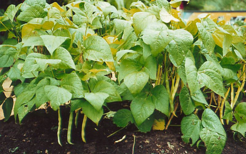 Phaseolus vulgaris groene stamboon CC