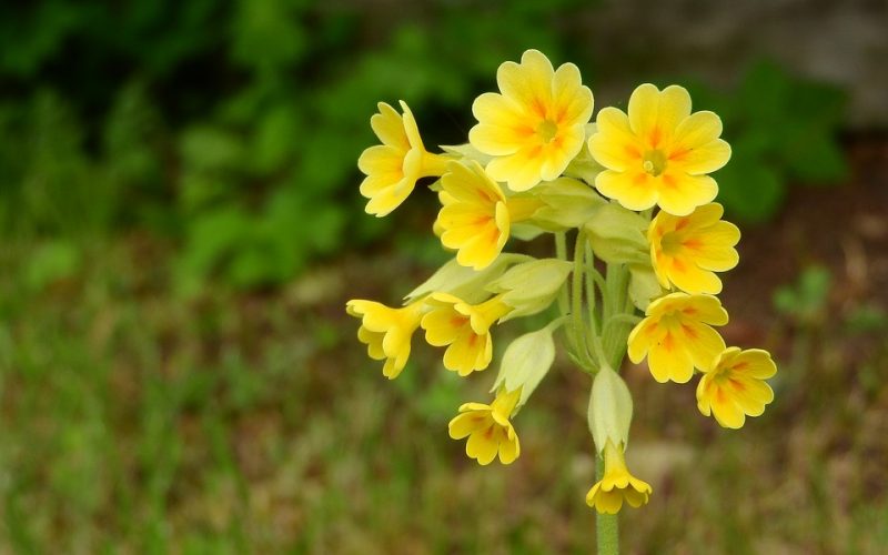 Primula veris pixabay