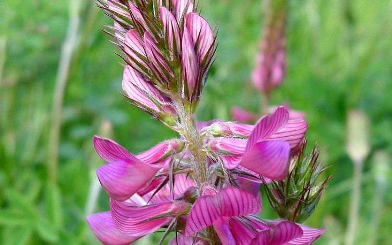 Sanfoin. Onobrychis viciifolia