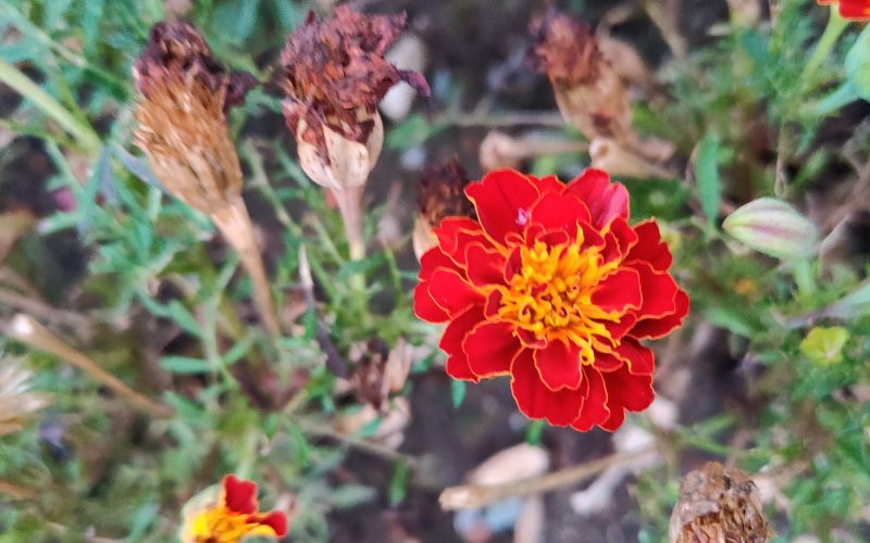 Tagetes - Afrikaante