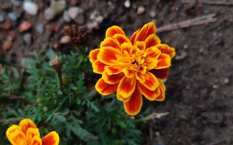 Tagetes - Afrikaantje