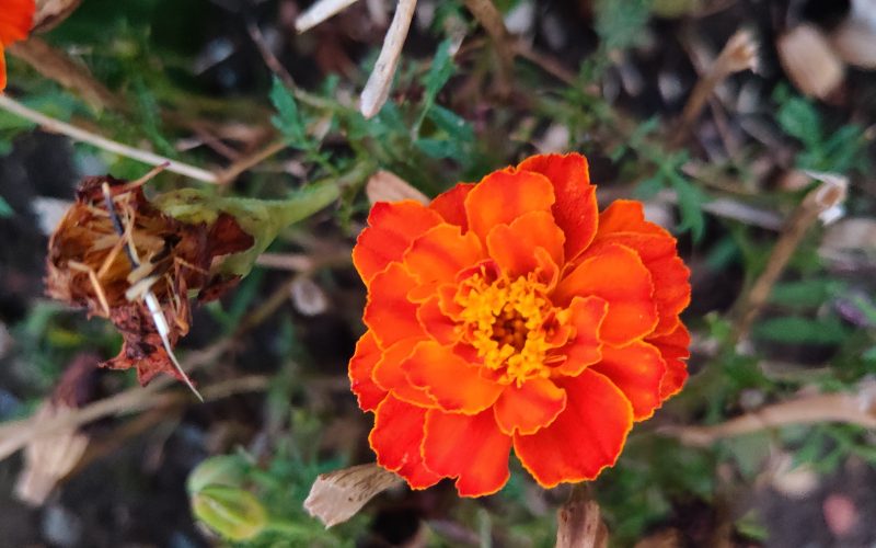 Tagetes - Afrikaantje(1)
