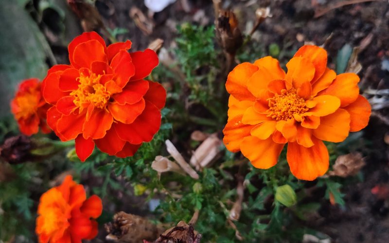 Tagetes (patula) - Afrikaantje laag mix