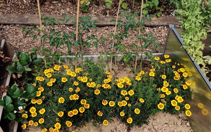 Tagetes patula - Afrikaantje