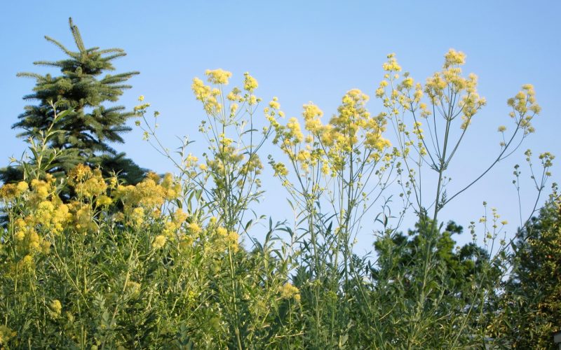 Thalictrum flavum CC rechterkant van de foto nemen