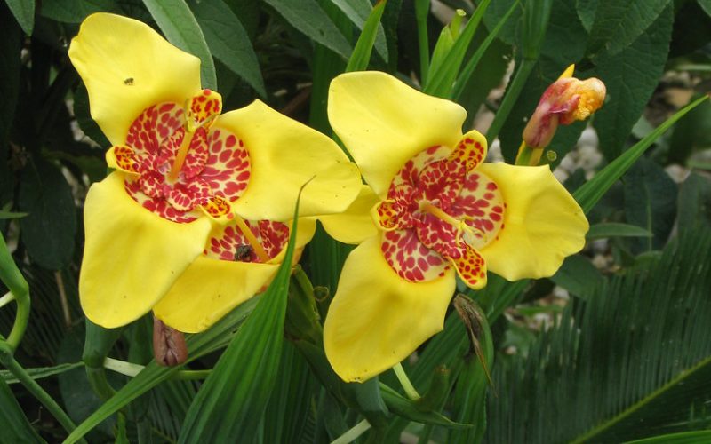 Tigridia pavonia CC