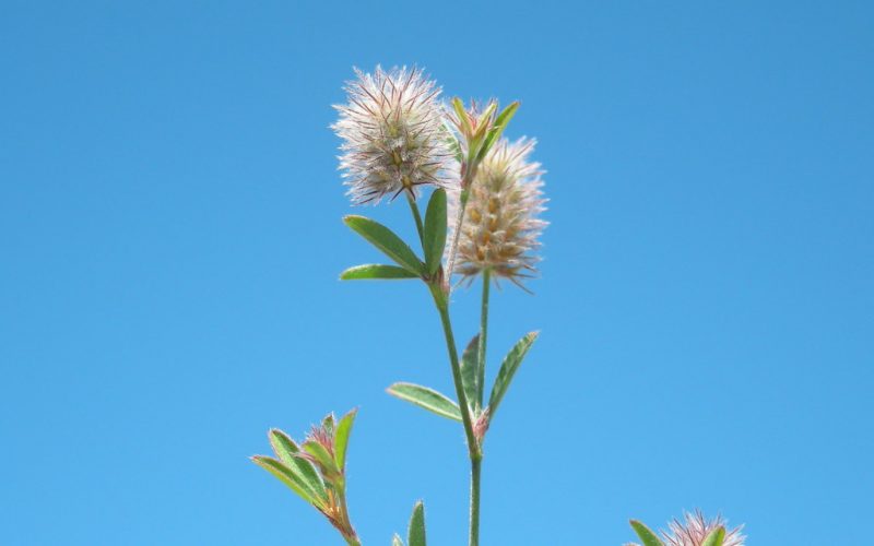 Trifolium arvense flowerhead1