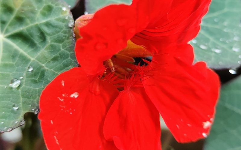 Tropaeolum majus - Oost-Indische kers(3)