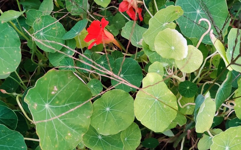 Tropaeolum majus - Oost-Indische kers(4)