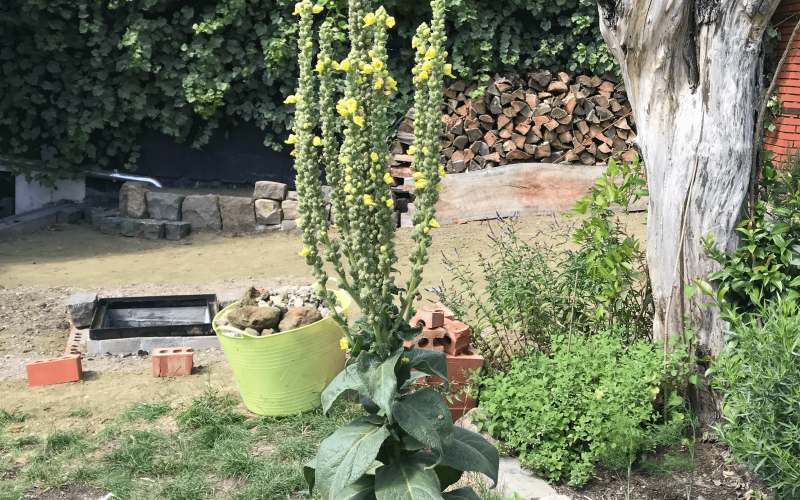 Verbascum-min