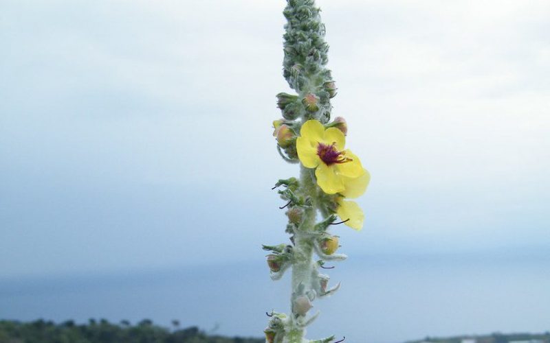 Verbascum thapsus CC