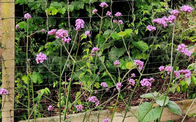 Verbena bonariensis - Stijf ijzerhard (2)