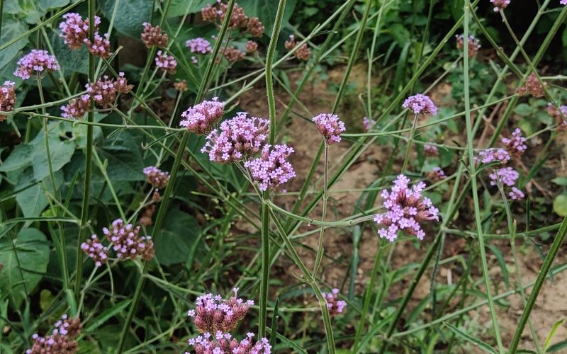 Verbena bonariensis - Stijf ijzerhard