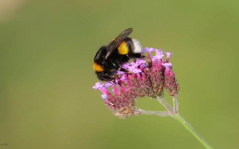 Verbena bonariensis en aardhommel