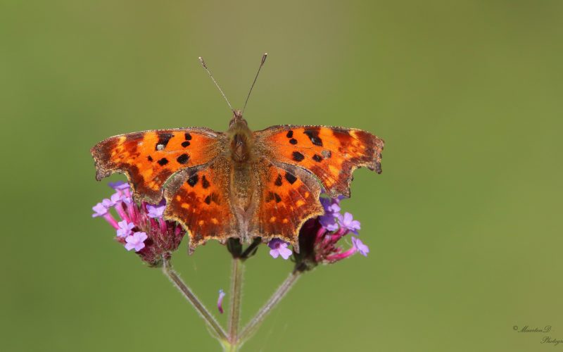 Verbena bonariensis en gehakkelde aurelia