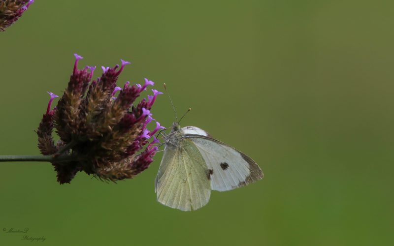 Verbena bonariensis en groot koolwitje