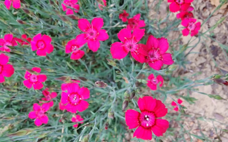 dianthus2