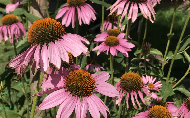 echinacea purpurea