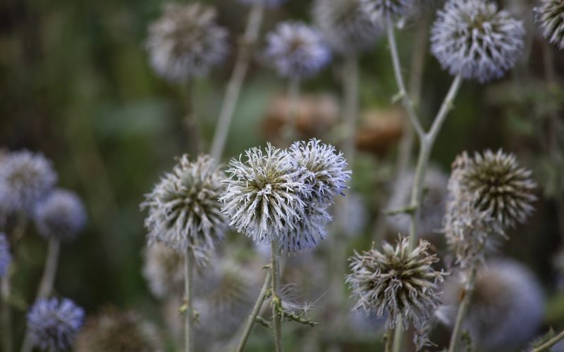 echinops pixabay