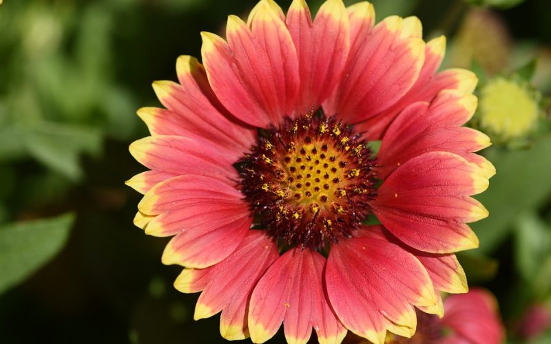 gaillardia pixabay 2