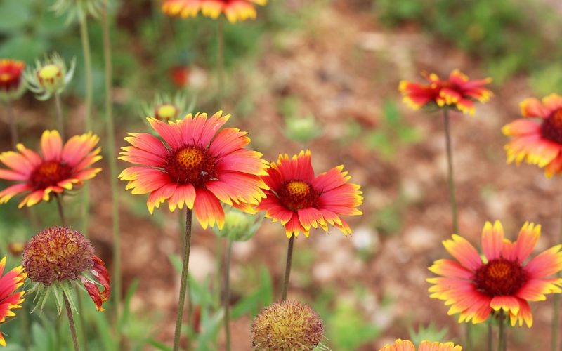 gaillardia pixabay