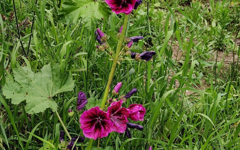 _ malva sylvestris - groot kaasjeskruid (balk van beel)